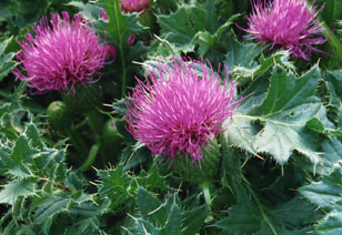 Cirsium acaule